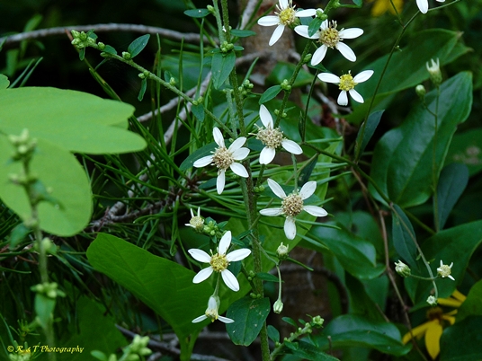 {Doellingeria infirma}